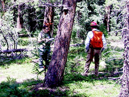Forest inventory work in Evergreen, Colorado