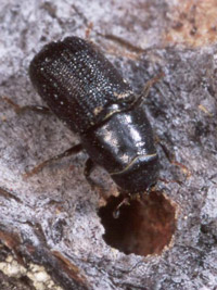Mountain Pine Beetle